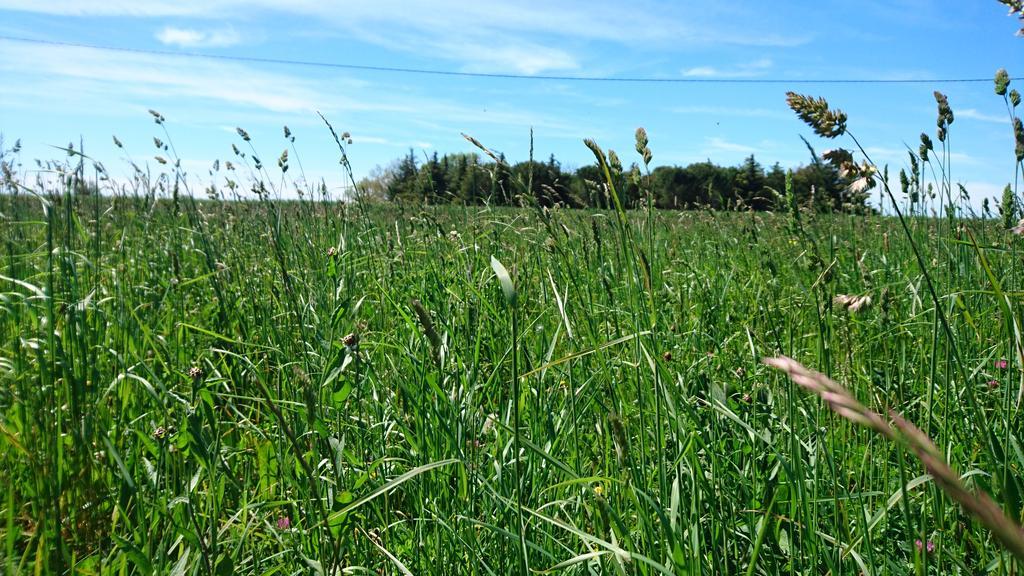 Les Prairies Mas Roux Raphele Exterior foto